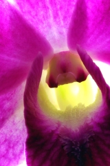 Fine art macro image of a Dendrobium orchid blossom. Copyright J.D. Lexx