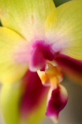 Fine art photo of Phalaenopsis violacea orchid bloom. Copyright J.D. Lexx
