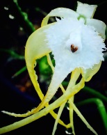 Brassavola cucullata orchid blossom with droplets of rain along its long, flowing petals. Copyright J.D. Lexx