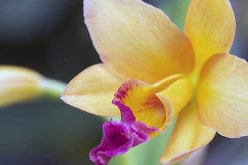Fine art photo of a love passion island romance cattleya orchid blossom in yellow and purple. Copyright J.D. Lexx