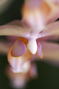 Fine art photo of phalaenopsis moth orchid flowers. Copyright J.D. Lexx